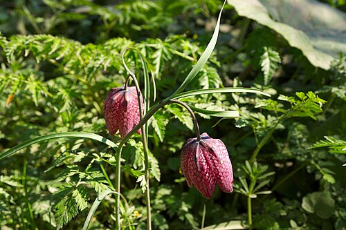 Chequered lily: Schachbrettblume ( Fritillaria meleagris ) im NSG Heuckenlock in Hamburg, mittlerweile nur noch sehr selten zu finden.