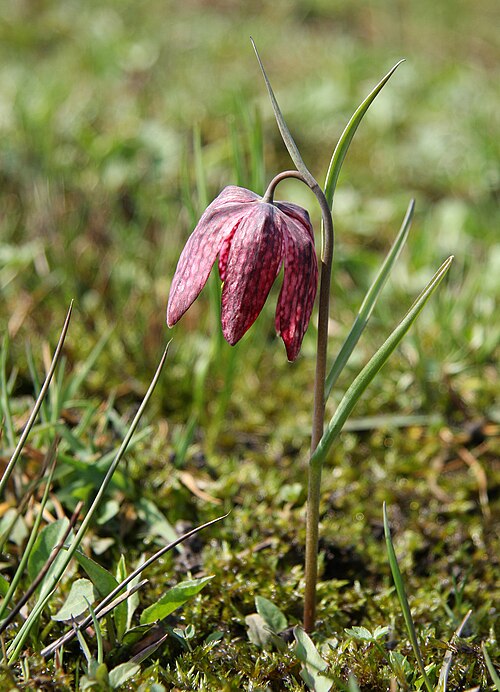 Chequered lily: Snake's Head Fritillary ( Fritillaria meleagris ) on Ljubljana marsh near Vrhnika, Slovenia. Exact location not given due to conservational concerns.
