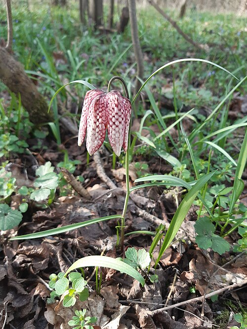 Chequered lily: snake's head fritillary, snake's head, chess flower, frog-cup, guinea-hen flower, guinea flower, leper lily, Lazarus bell, chequered lily, chequered daffodil, d