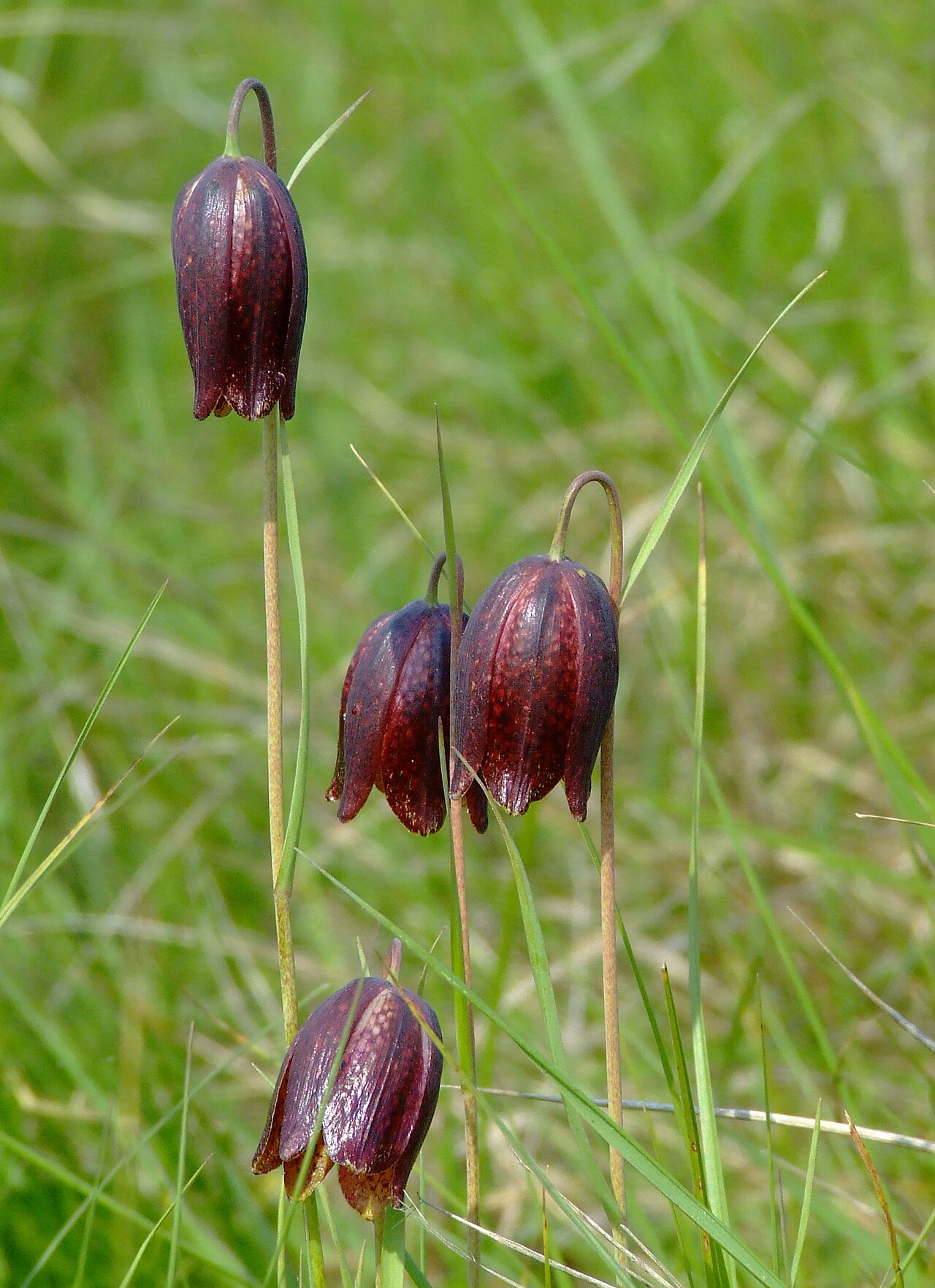Fritillaria meleagroides: Fritillaria meleagroides, Aldomirovtsi marsh, Bulgaria
