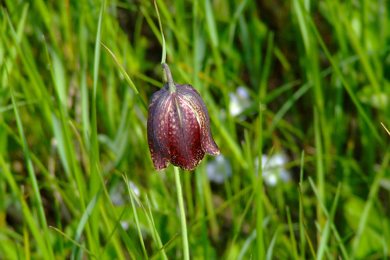 Fritillaria meleagroides: Fritillaria meleagroides, Aldomirovtsi marsh, Bulgaria