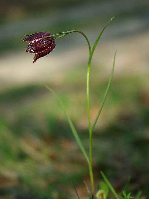 Fritillaria meleagroides: Fritillaria meleagroides, Russia, en:Ulyanovsk Oblast