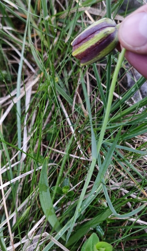 Fritillaria messanensis (Fritillaria messanensis)