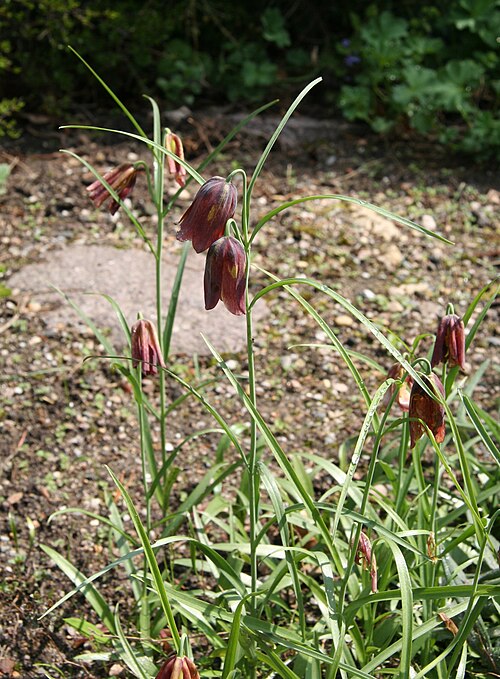 Fritillaria messanensis: Fritillaria_messanensis im Botanischen Garten Dresden
