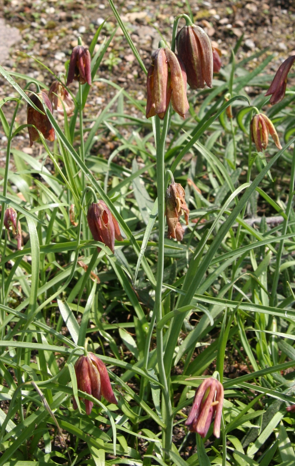 Fritillaria messanensis: Fritillaria messanensis im Botanischen Garten Dresden