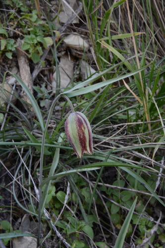 Fritillaria messanensis (Fritillaria messanensis)