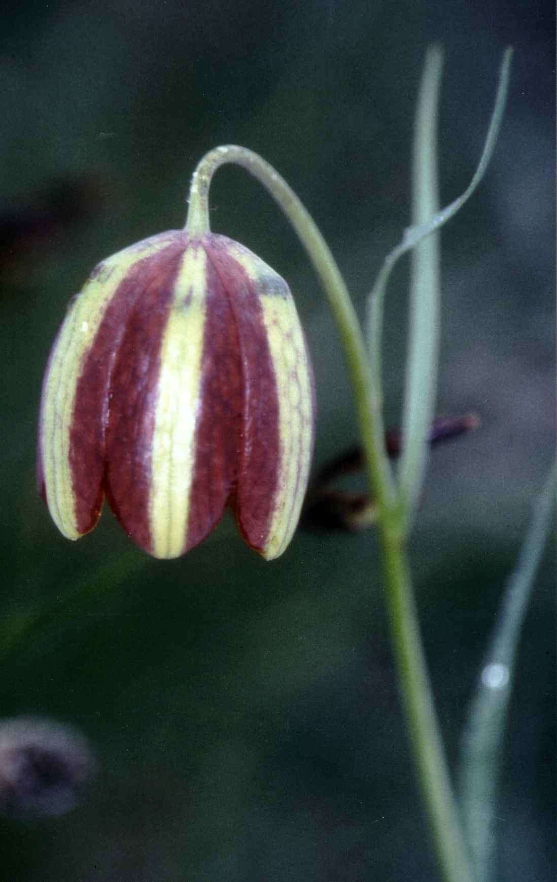 Fritillaria messanensis: Fritilary common on pastures