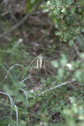 Fritillaria messanensis (Fritillaria messanensis)