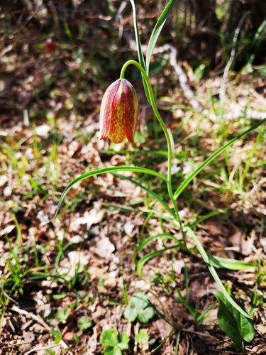 Fritillaria messanensis (Fritillaria messanensis)