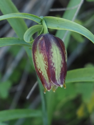 Fritillaria messanensis (Fritillaria messanensis)