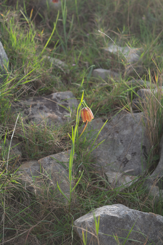 Fritillaria messanensis (Fritillaria messanensis)
