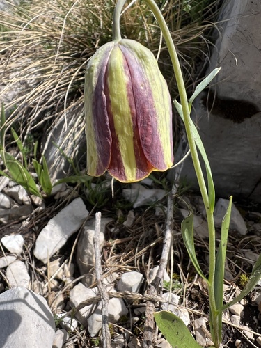 Fritillaria messanensis (Fritillaria messanensis)