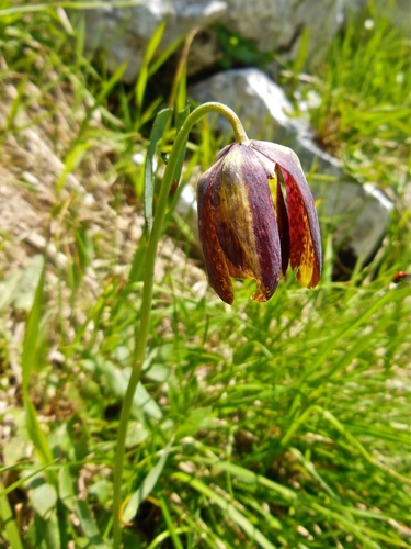 Fritillaria messanensis (Fritillaria messanensis)
