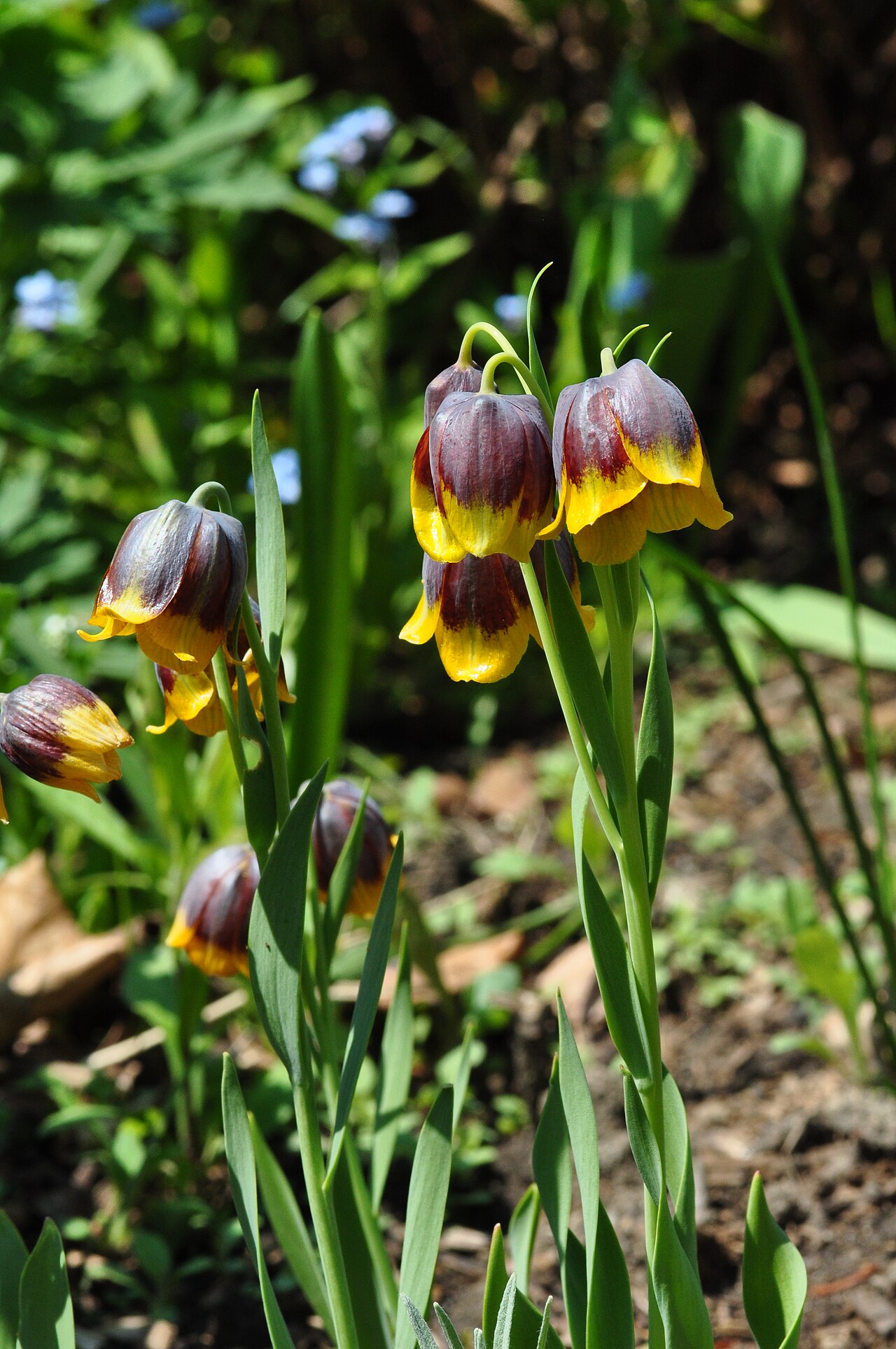 Fritillaria michailovskyi: Рябчик Михайловського (Fritillaria michailovskyi) у Джеймс Ґарденс, Торонто, травень 2014