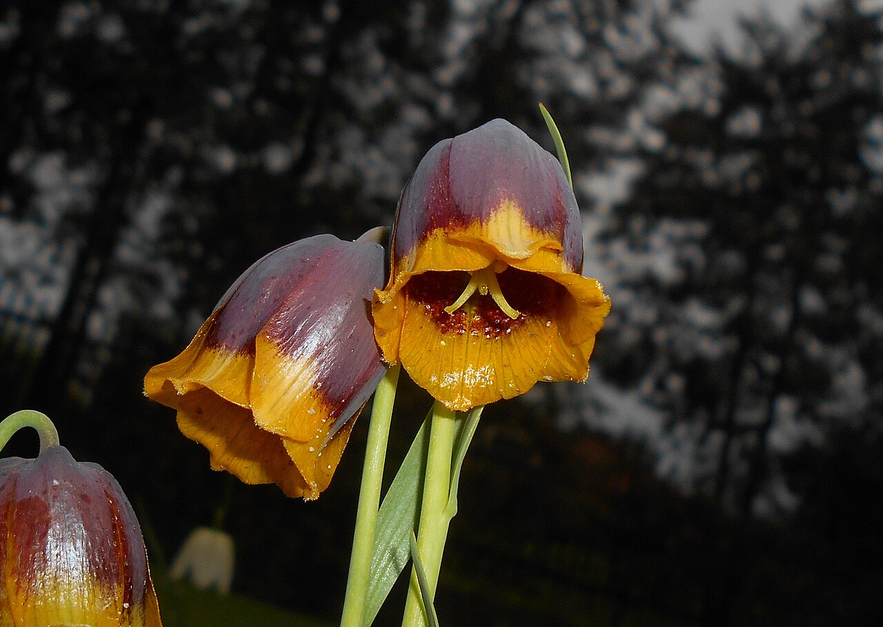 Fritillaria michailovskyi: Szachownica Michajłowskiego ( Fritillaria michailovskyi ), Ogród Botaniczny UMCS w Lublinie