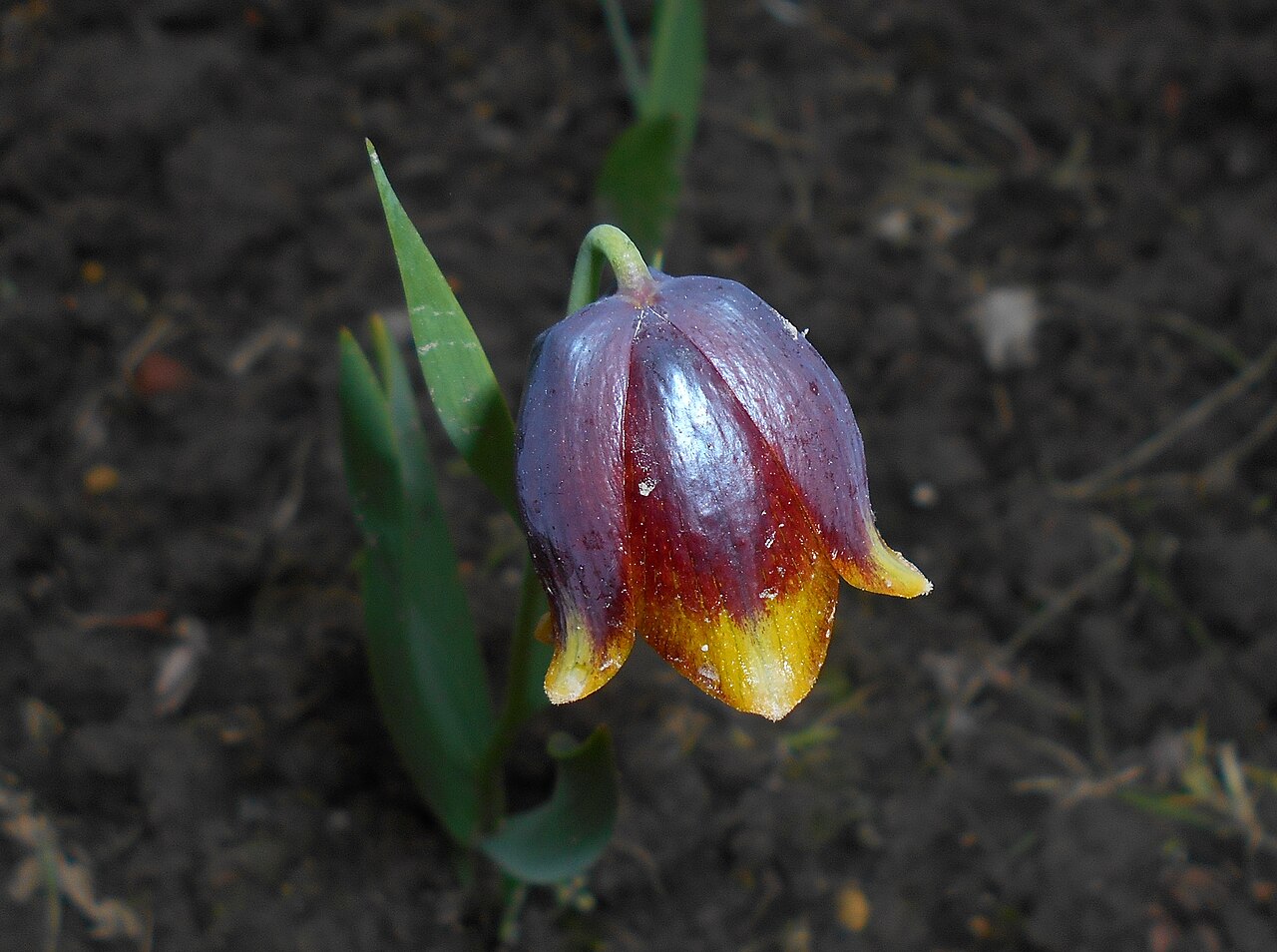 Fritillaria michailovskyi: Szachownica Michajłowskiego ( Fritillaria michailovskyi ), Ogród Botaniczny UMCS w Lublinie