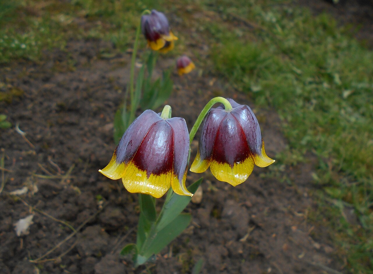 Fritillaria michailovskyi: Szachownica Michajłowskiego ( Fritillaria michailovskyi ), Ogród Botaniczny UMCS w Lublinie