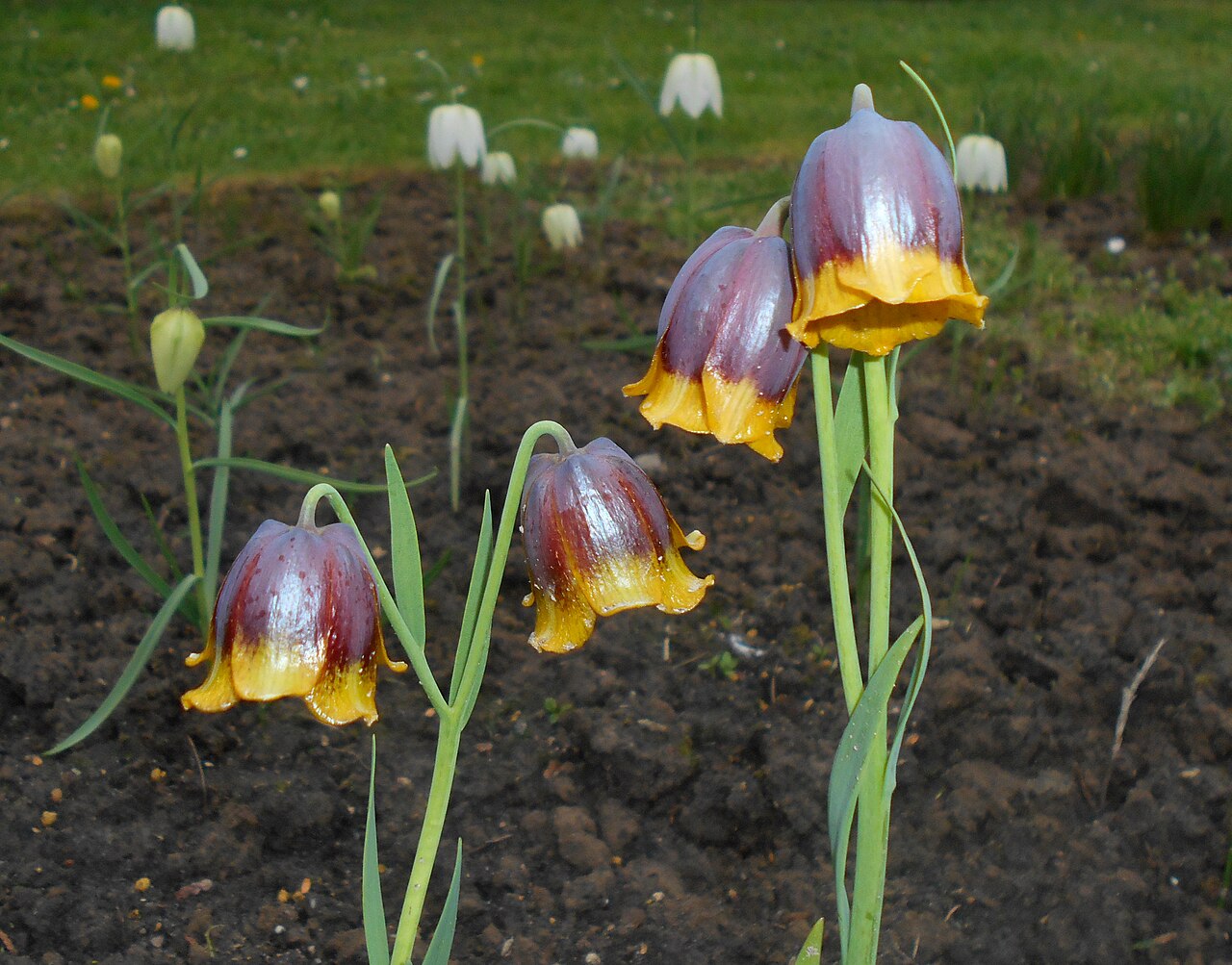 Fritillaria michailovskyi: Szachownica Michajłowskiego ( Fritillaria michailovskyi ), Ogród Botaniczny UMCS w Lublinie