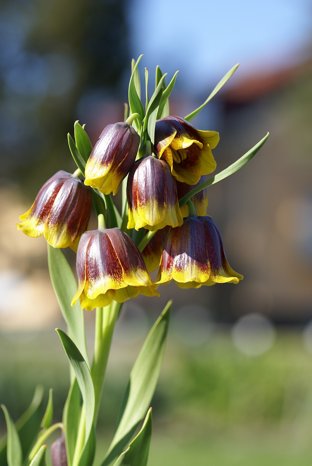 Fritillaria michailovskyi: Plant species Fritillaria michailovskyi in Bergianska trädgården, Stockholm, Sweden