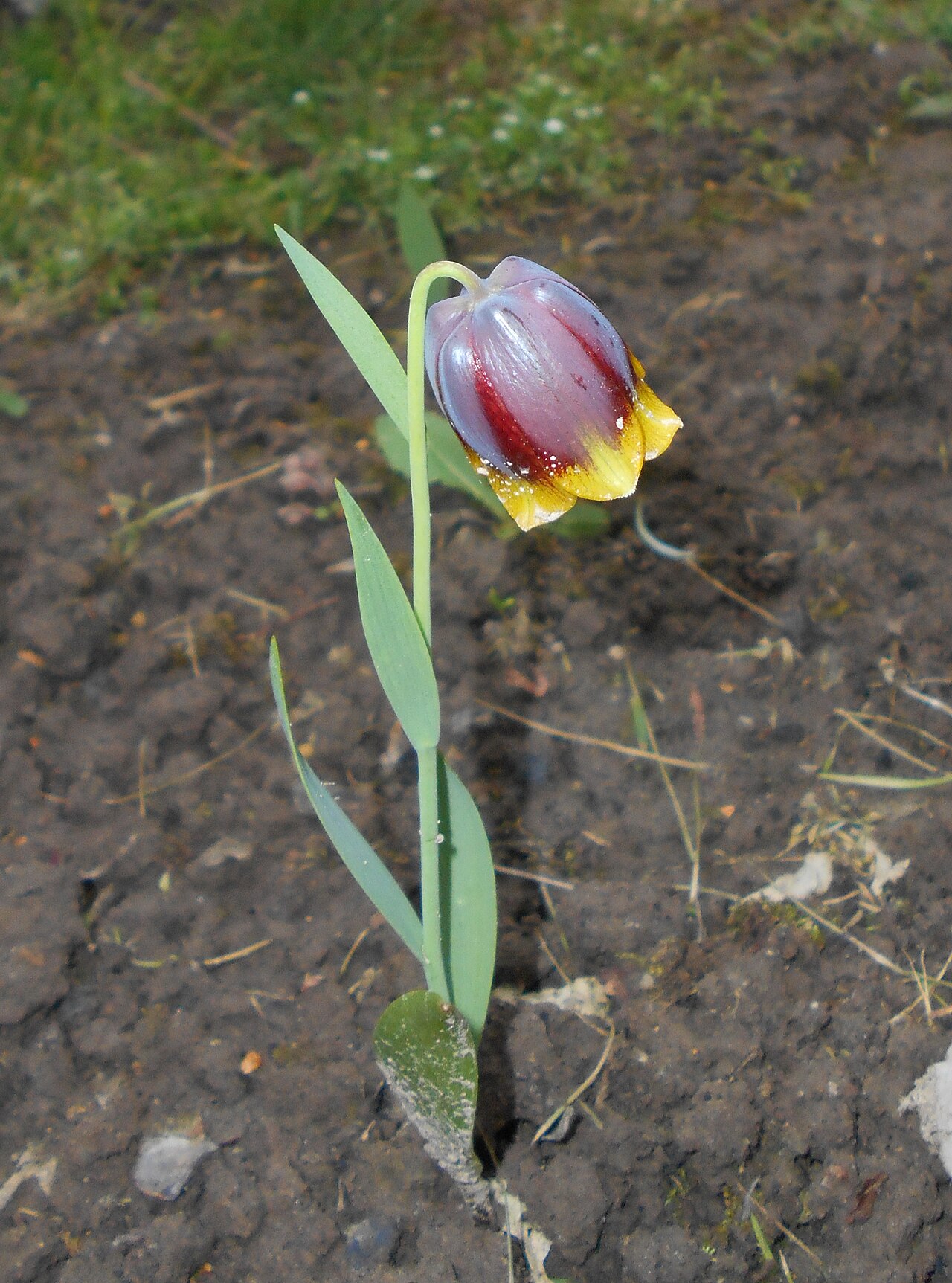 Fritillaria michailovskyi: Szachownica Michajłowskiego ( Fritillaria michailovskyi ), Ogród Botaniczny UMCS w Lublinie