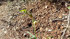 Brown fritillary (Fritillaria micrantha)