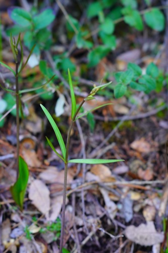 Brown fritillary (Fritillaria micrantha)