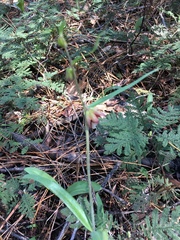 Brown fritillary (Fritillaria micrantha)