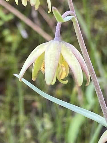 Brown fritillary (Fritillaria micrantha)