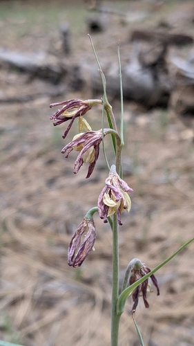 Brown fritillary (Fritillaria micrantha)