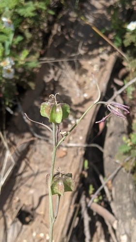 Brown fritillary (Fritillaria micrantha)