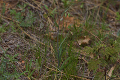 Brown fritillary (Fritillaria micrantha)