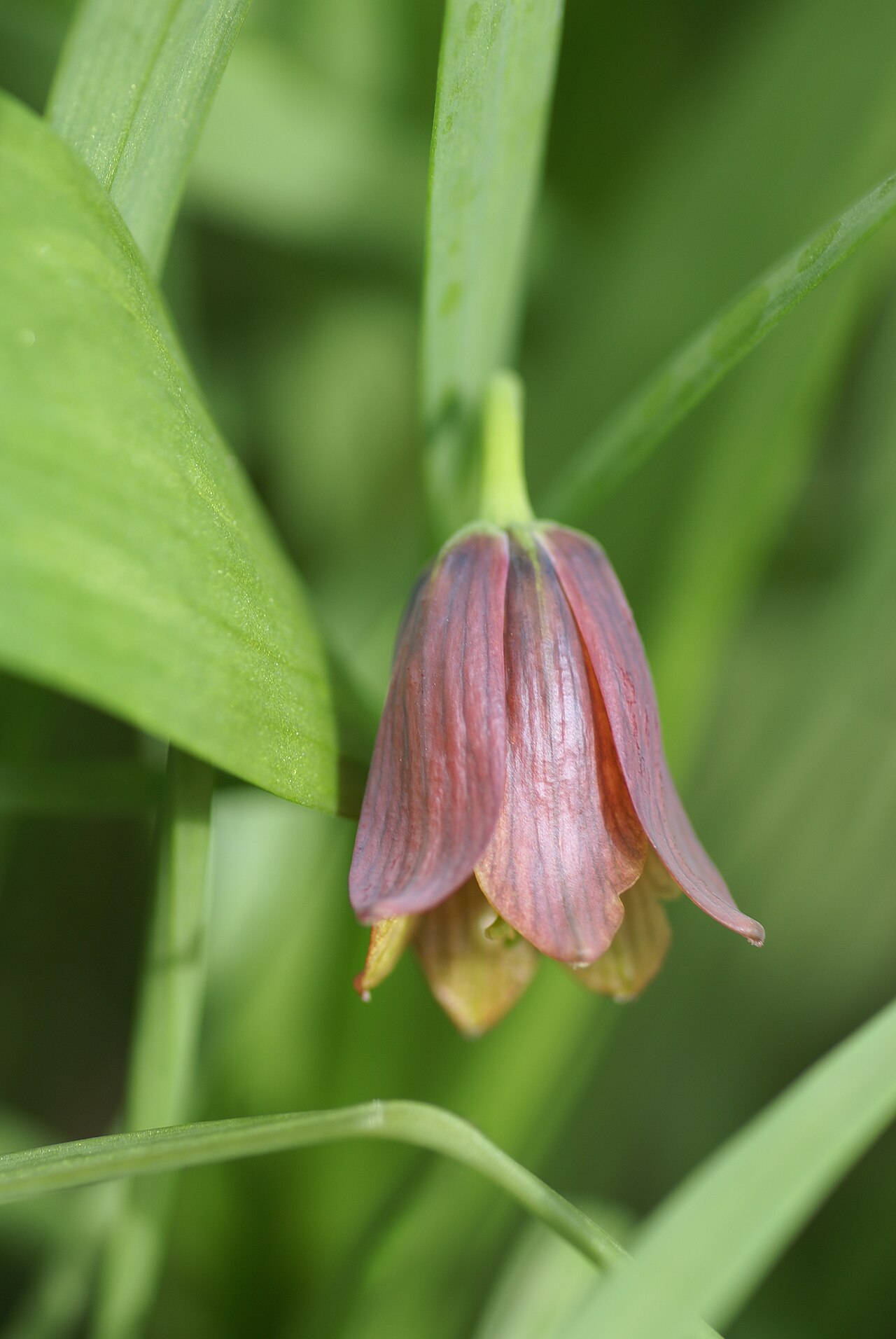 Fritillaria minuta: Plant species Fritillaria minuta in Göteborgs botaniska trädgård, Gothenburg, Sweden