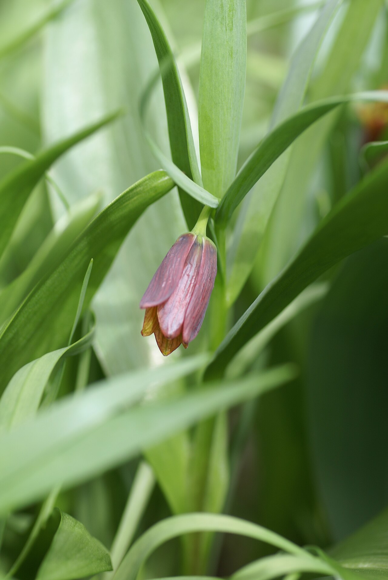 Fritillaria minuta: Plant species Fritillaria minuta in Göteborgs botaniska trädgård, Gothenburg, Sweden