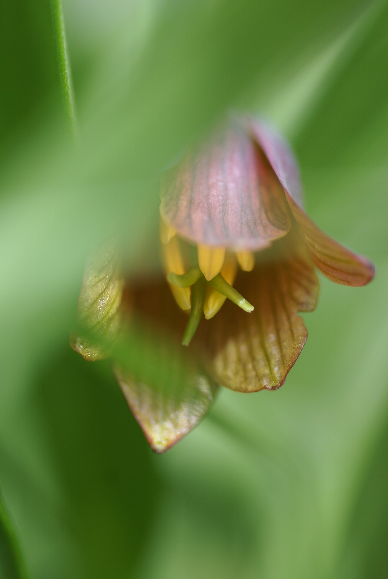Fritillaria minuta: Plant species Fritillaria minuta in Göteborgs botaniska trädgård, Gothenburg, Sweden