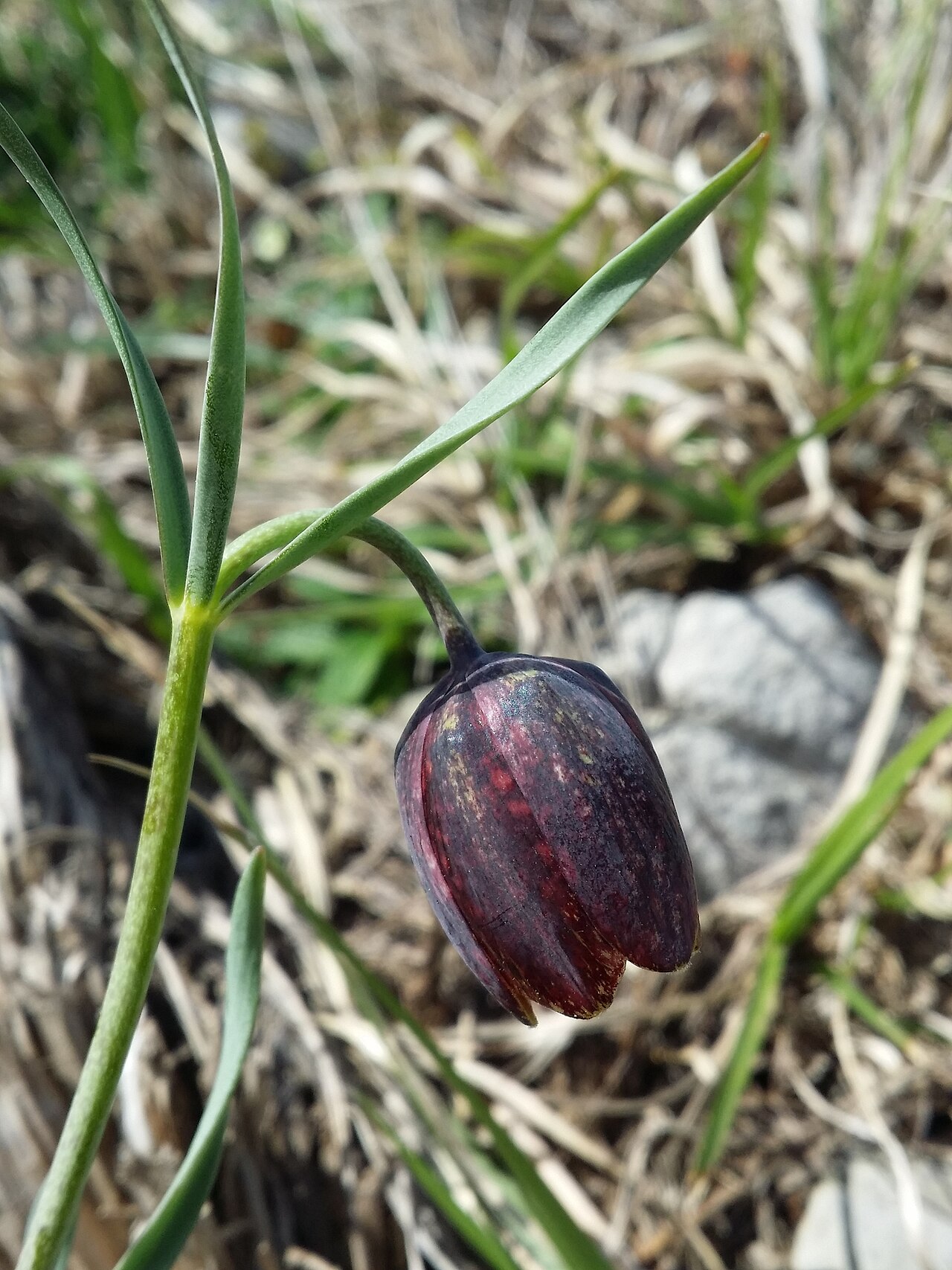 Fritillaria montana: Flower Taxonym: Fritillaria montana = F. "orientalis" ss Rottensteiner: Exkursionsflora für Istrien ISBN 978-3-85328-067-6 Location: next to bay of Uvala Pešker