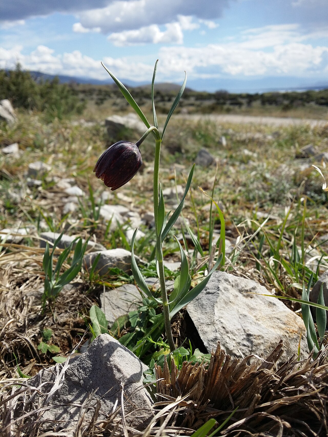 Fritillaria montana: Habitus Taxonym: Fritillaria montana = F. "orientalis" ss Rottensteiner: Exkursionsflora für Istrien ISBN 978-3-85328-067-6 Location: next to bay of Uvala Peške