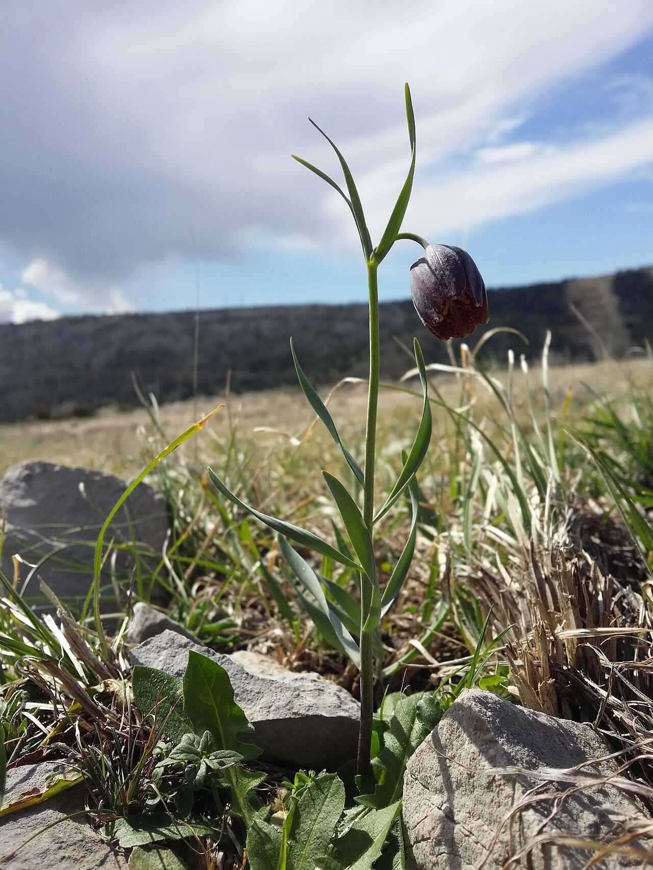 Fritillaria montana: Habitus Taxonym: Fritillaria montana = F. "orientalis" ss Rottensteiner: Exkursionsflora für Istrien ISBN 978-3-85328-067-6 Location: next to bay of Uvala Peške