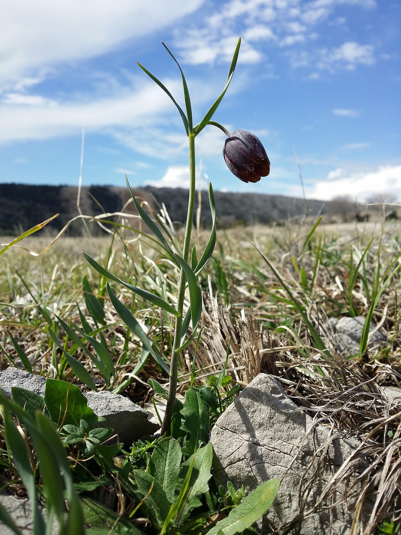 Fritillaria montana: Habitus Taxonym: Fritillaria montana = F. "orientalis" ss Rottensteiner: Exkursionsflora für Istrien ISBN 978-3-85328-067-6 Location: next to bay of Uvala Peške