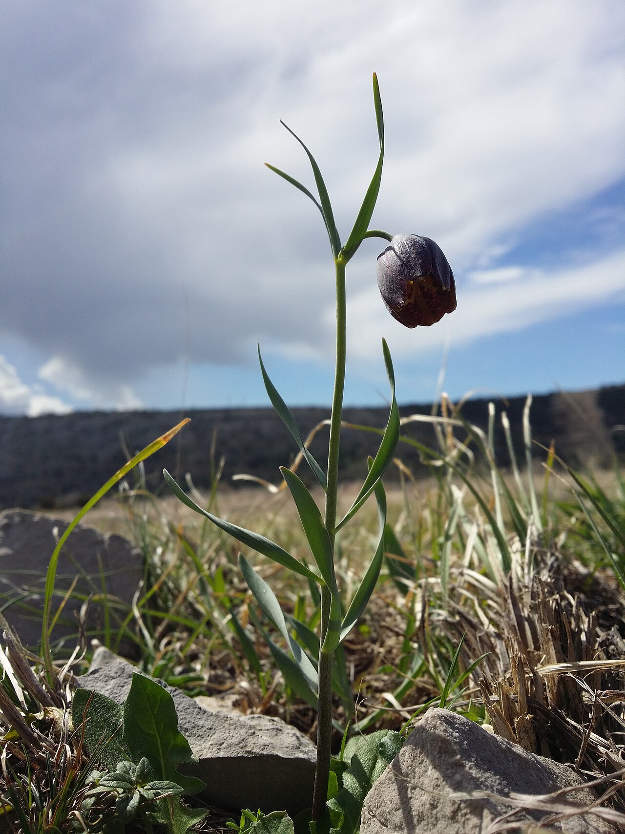 Fritillaria montana: Habitus Taxonym: Fritillaria montana = F. "orientalis" ss Rottensteiner: Exkursionsflora für Istrien ISBN 978-3-85328-067-6 Location: next to bay of Uvala Peške