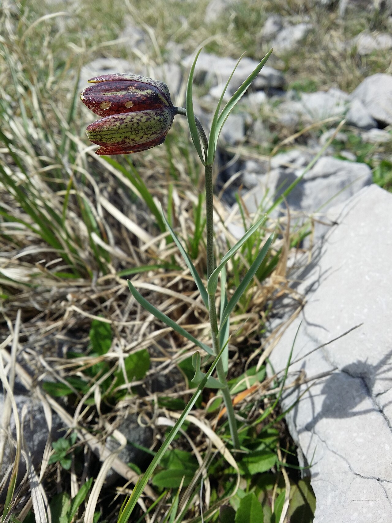 Fritillaria montana: Habitus Taxonym: Fritillaria montana = F. "orientalis" ss Rottensteiner: Exkursionsflora für Istrien ISBN 978-3-85328-067-6 Location: next to bay of Uvala Peške