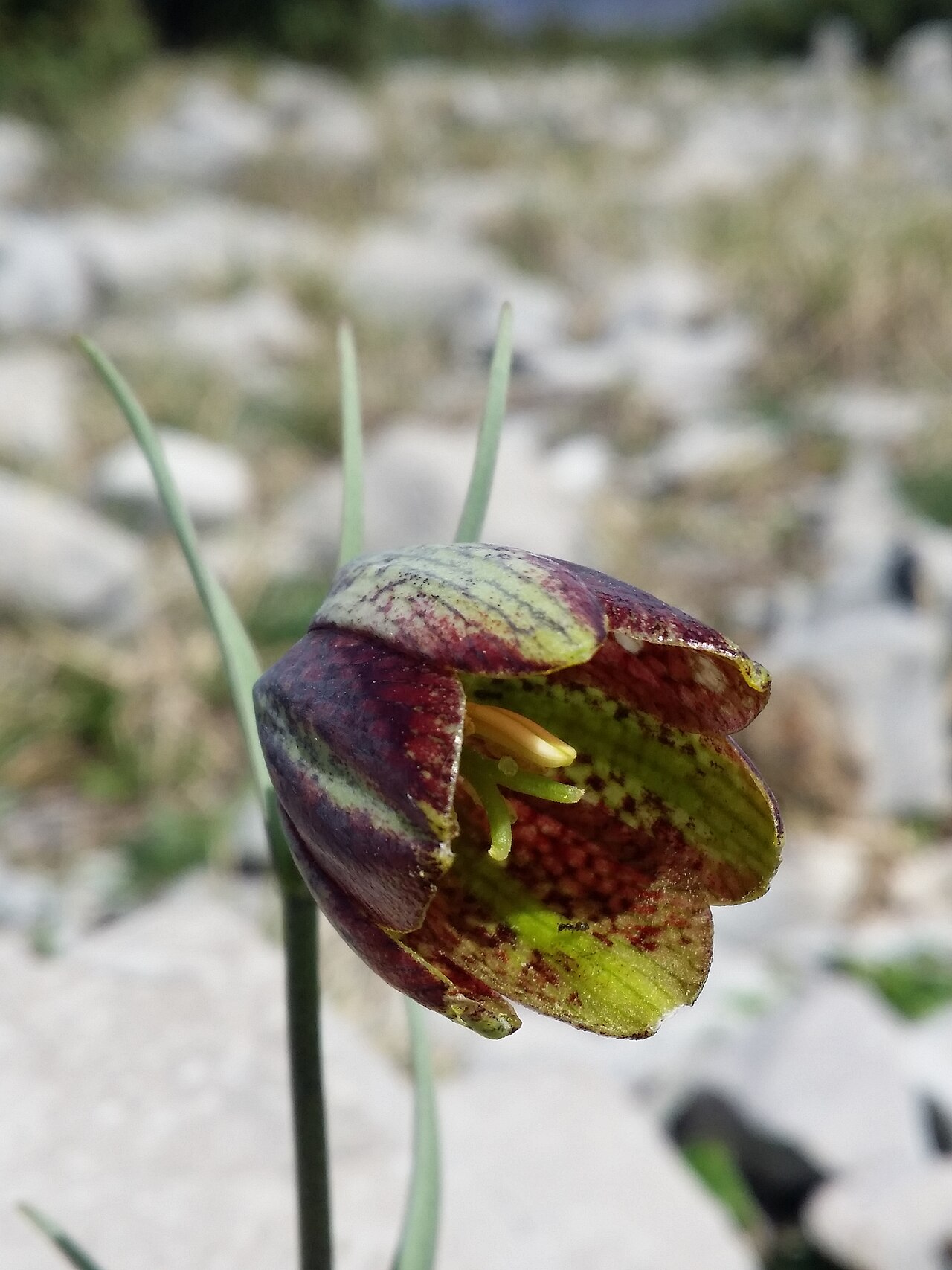 Fritillaria montana: Flower Taxonym: Fritillaria montana = F. "orientalis" ss Rottensteiner: Exkursionsflora für Istrien ISBN 978-3-85328-067-6 Location: next to bay of Uvala Pešker