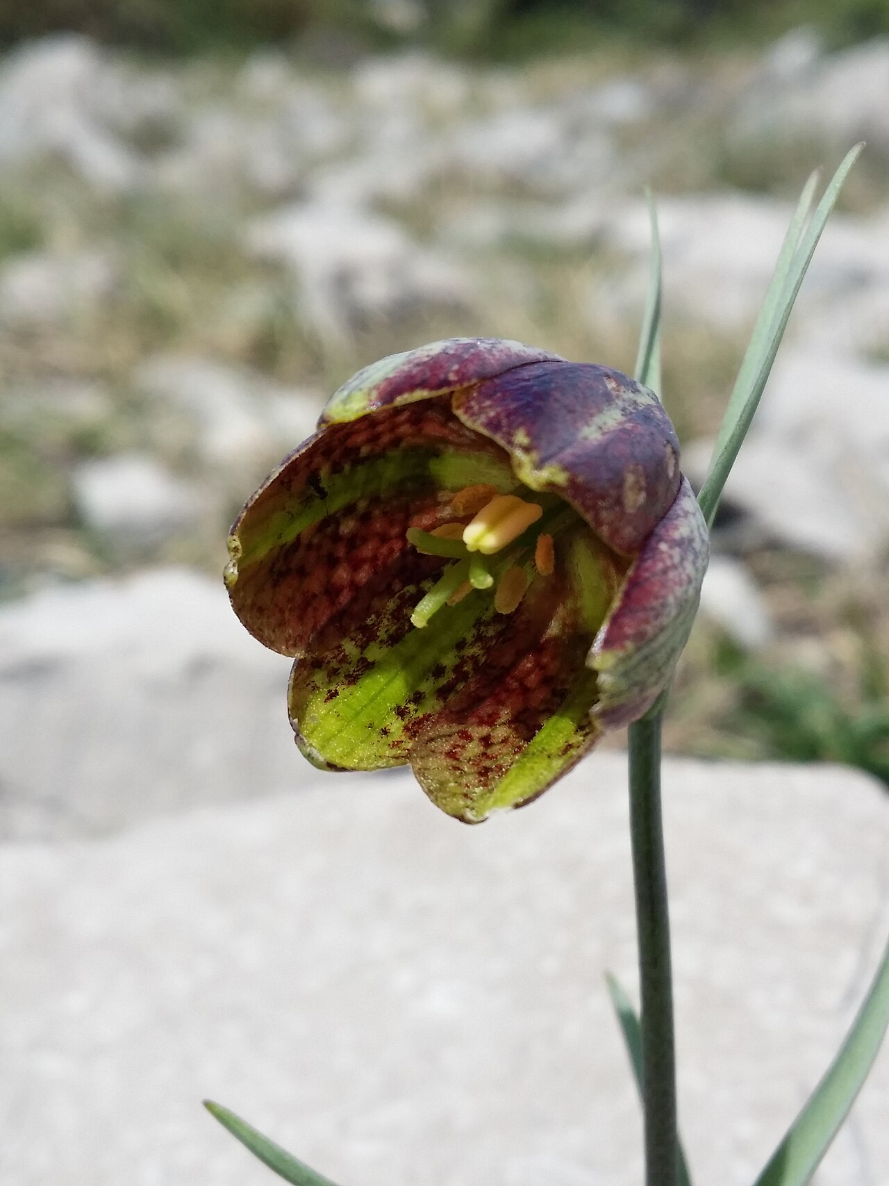 Fritillaria montana: Flower Taxonym: Fritillaria montana = F. "orientalis" ss Rottensteiner: Exkursionsflora für Istrien ISBN 978-3-85328-067-6 Location: next to bay of Uvala Pešker