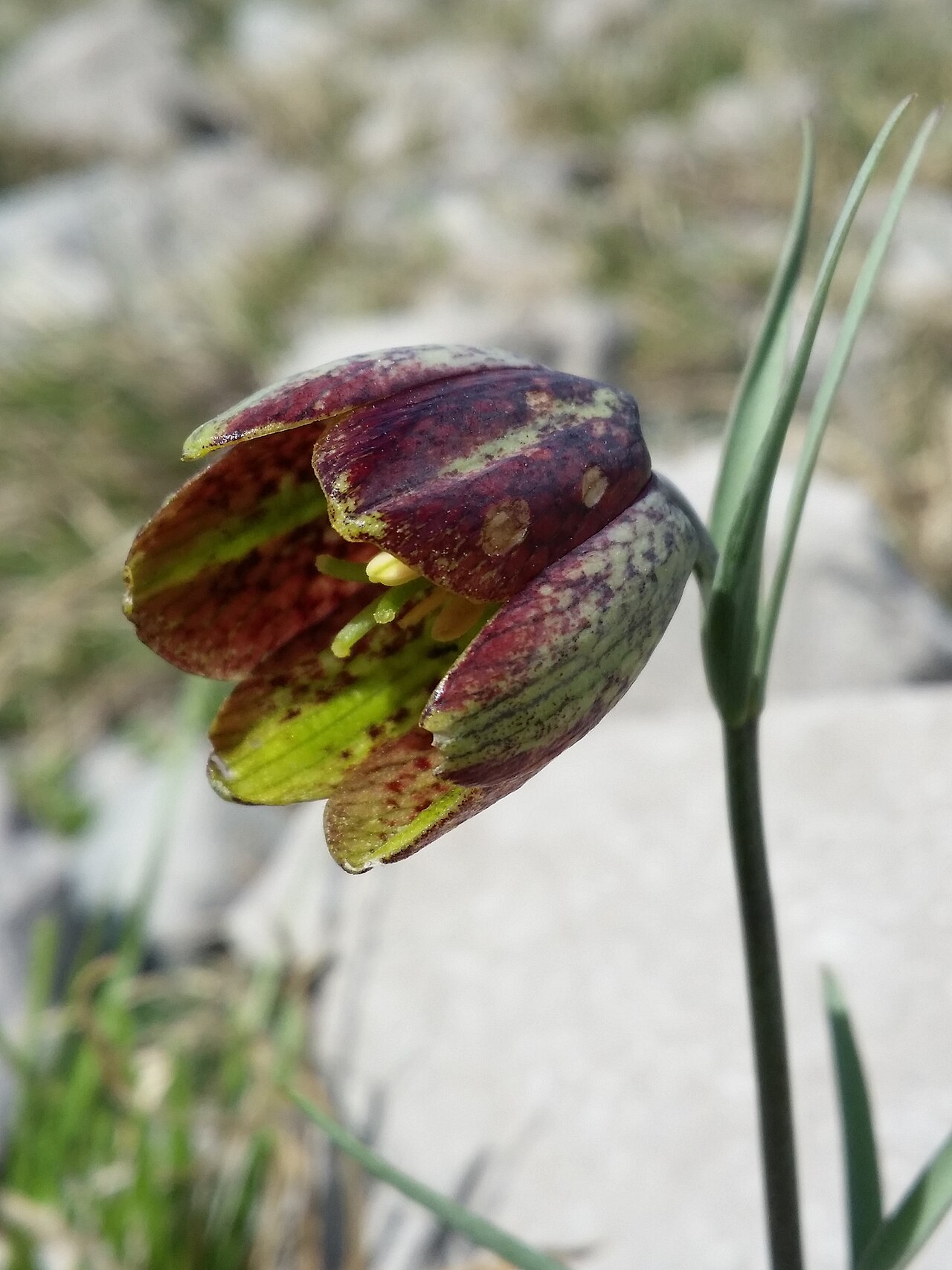 Fritillaria montana: Flower Taxonym: Fritillaria montana = F. "orientalis" ss Rottensteiner: Exkursionsflora für Istrien ISBN 978-3-85328-067-6 Location: next to bay of Uvala Pešker