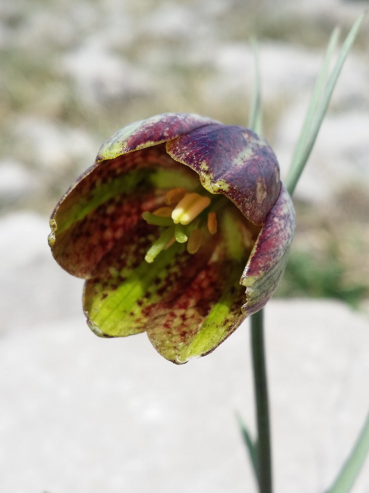 Fritillaria montana: Flower Taxonym: Fritillaria montana = F. "orientalis" ss Rottensteiner: Exkursionsflora für Istrien ISBN 978-3-85328-067-6 Location: next to bay of Uvala Pešker