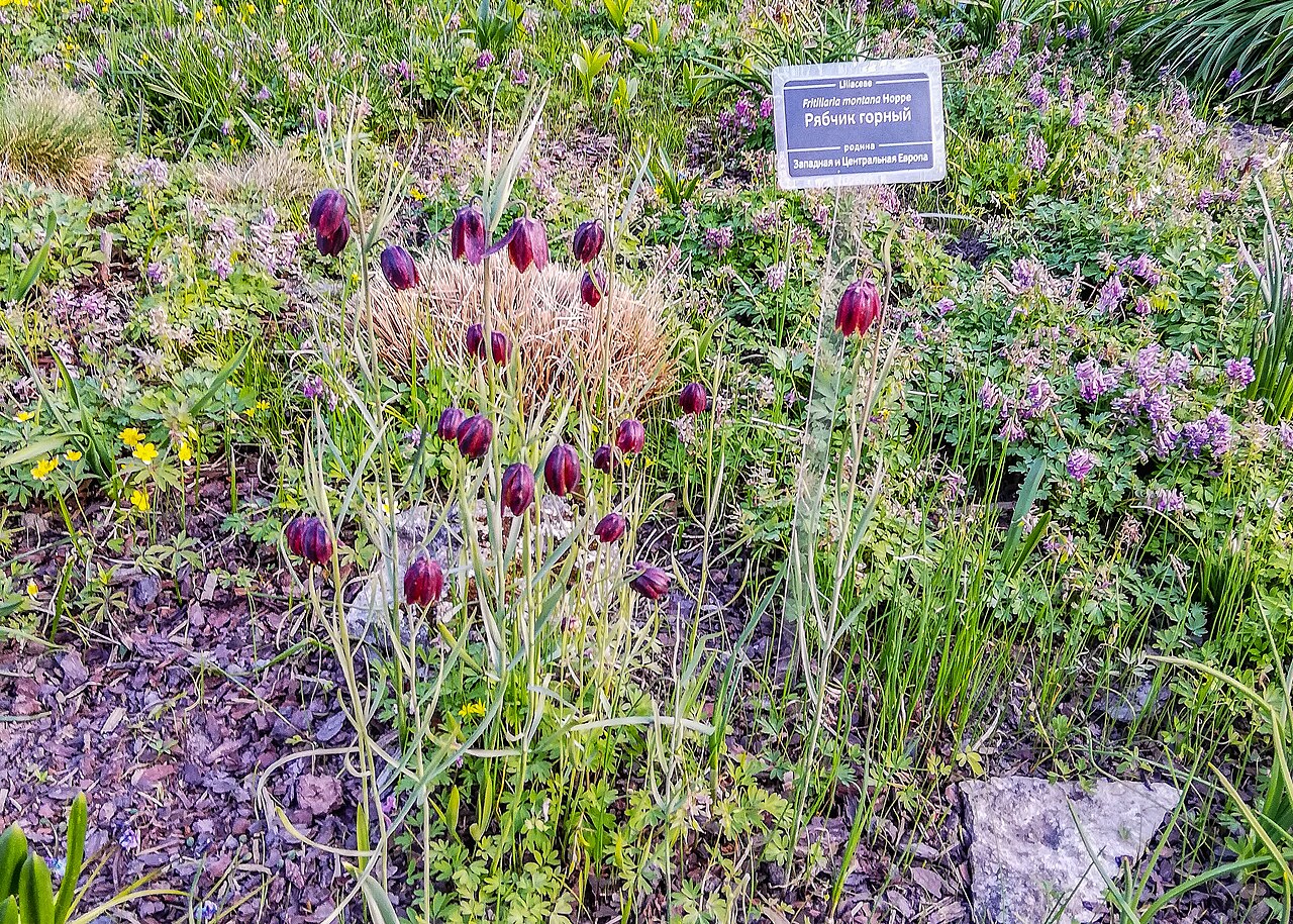 Fritillaria montana: Botanical Garden of the Komarov Botanical Institute of the Russian Academy of Sciences: 2 Professor Popov Street, Petrogradsky District, Saint Petersburg.