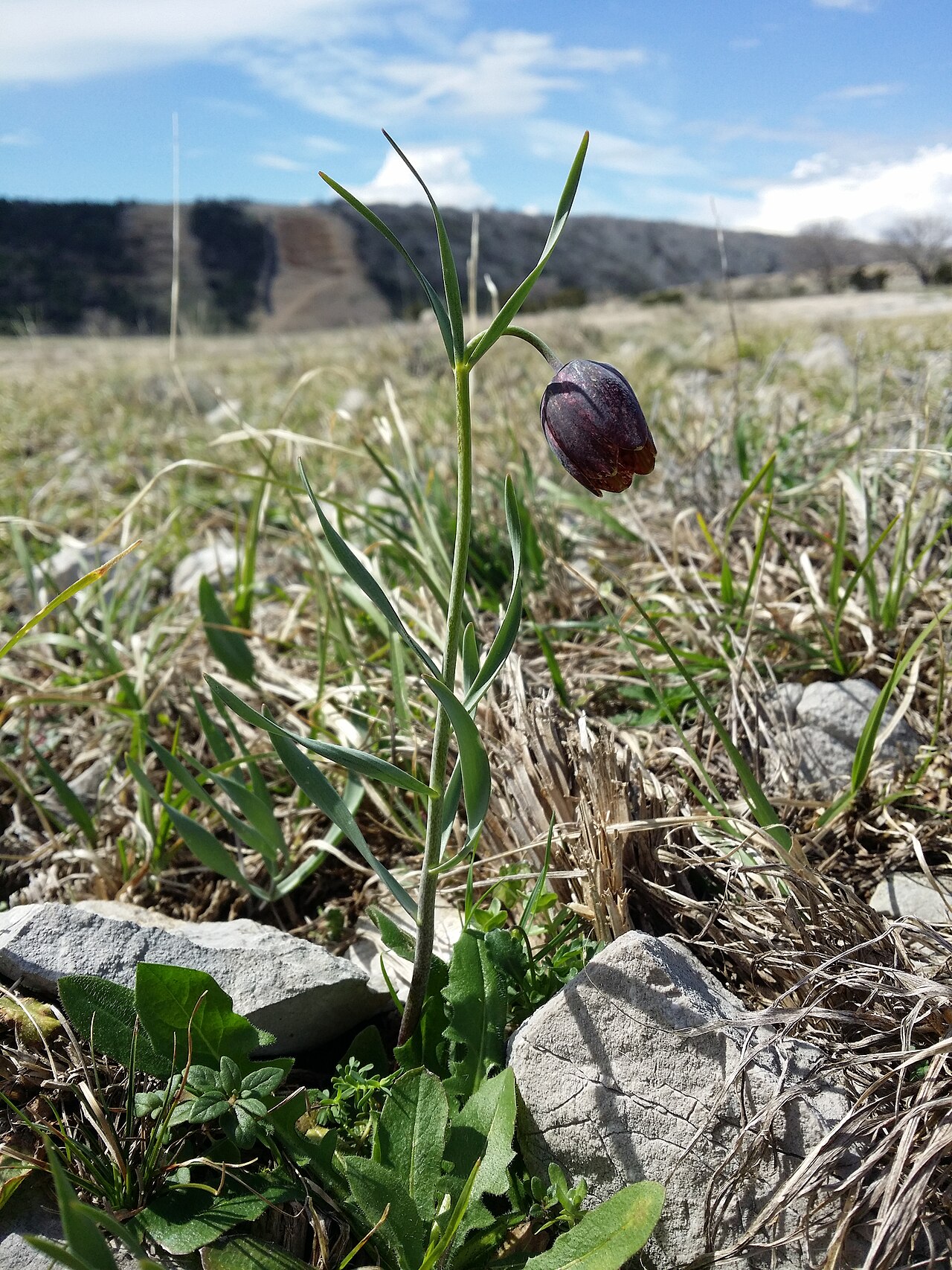Fritillaria montana: Habitus Taxonym: Fritillaria montana = F. "orientalis" ss Rottensteiner: Exkursionsflora für Istrien ISBN 978-3-85328-067-6 Location: next to bay of Uvala Peške