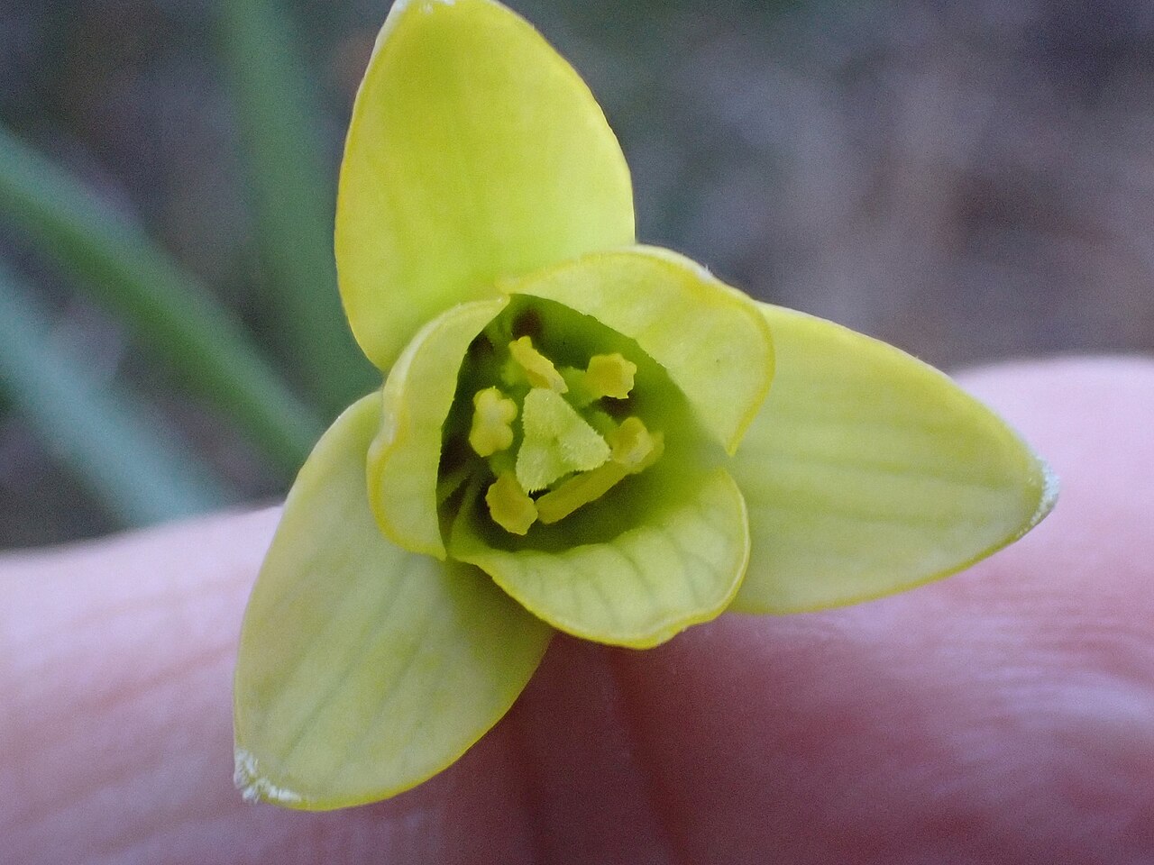 Fritillaria mughlae: Fritillaria mughlae