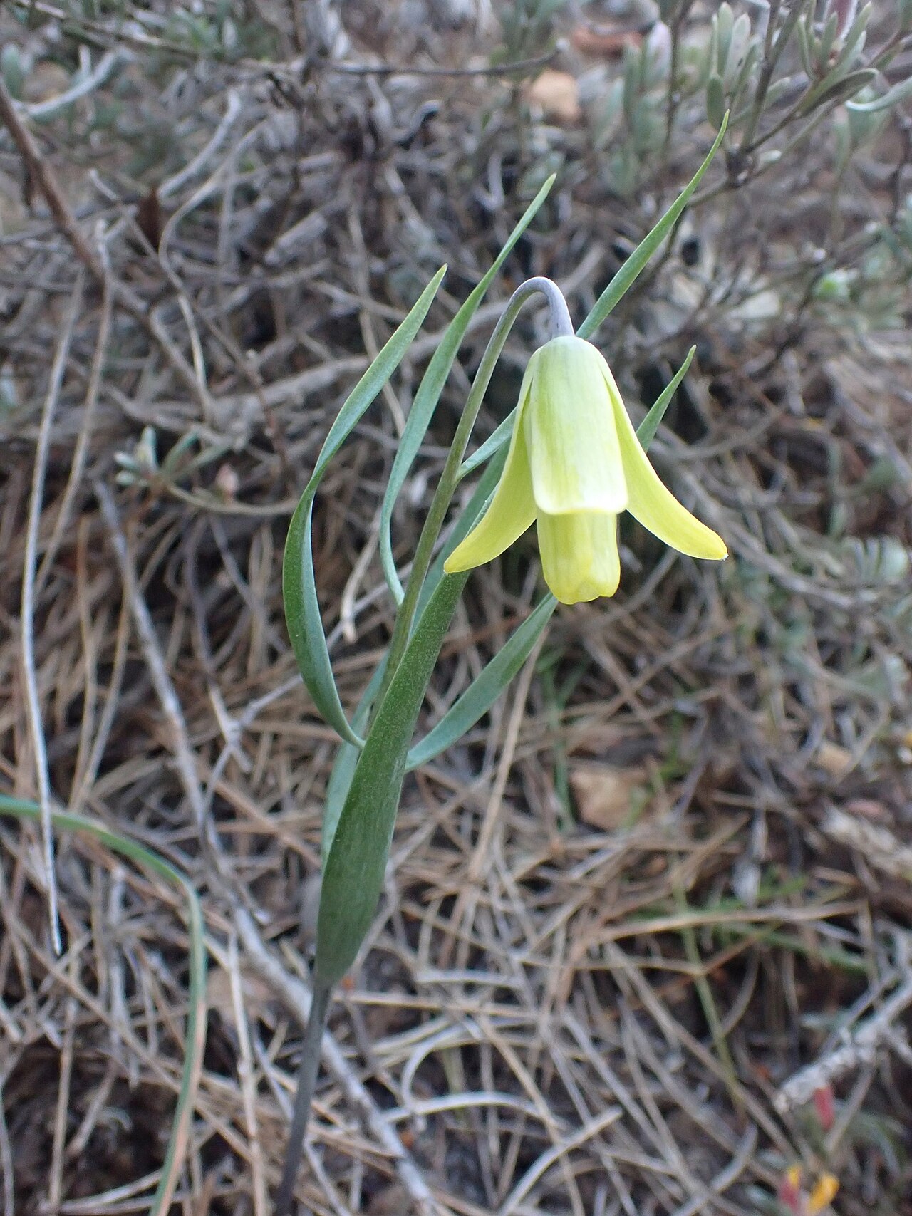 Fritillaria mughlae: Fritillaria mughlae
