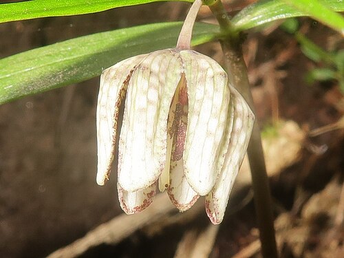 Fritillaria muraiana: Fritillaria muraiana , Toon city, Ehime pref., Japan