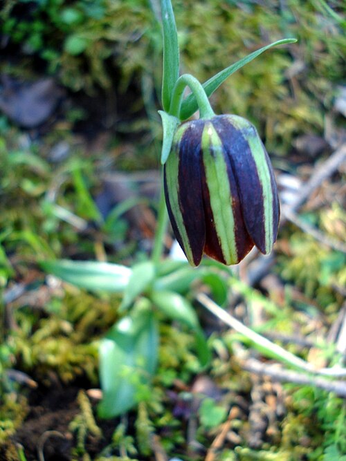 Fritillaria mutabilis: This is a photograph of a Natura 2000 protected area with ID